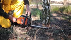 Best Tree Planting Services  in Franklin, NH