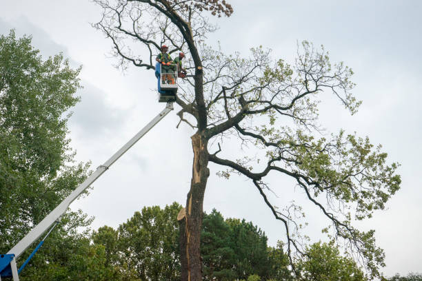 Best Fruit Tree Pruning  in Franklin, NH