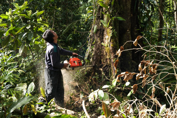 Best Tree Mulching Services  in Franklin, NH