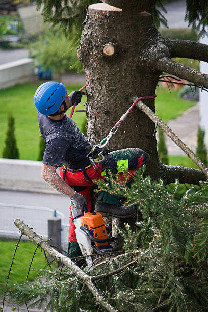 Best Tree Preservation Services  in Franklin, NH