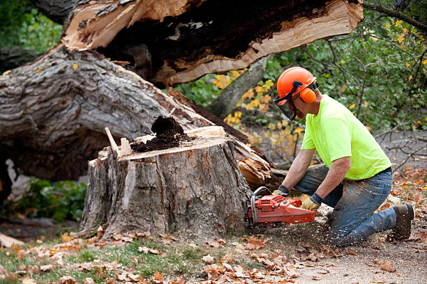 Best Lawn Renovation and Restoration  in Franklin, NH