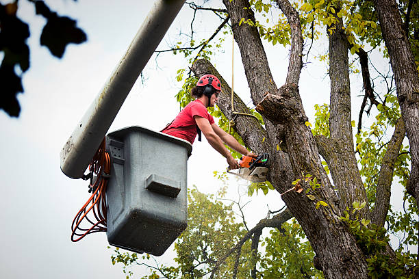 Best Tree Risk Assessment  in Franklin, NH