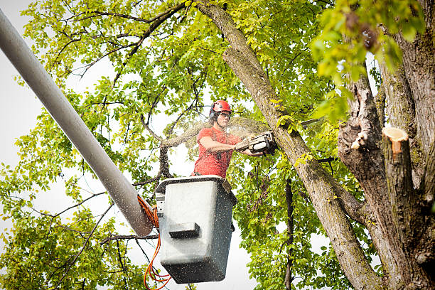 Best Tree Removal Service  in Franklin, NH